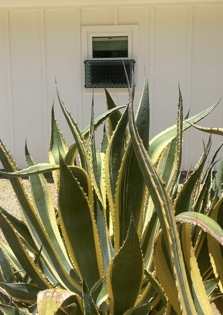 Paciffic Rim Privacy Screen | privacy screens | – Pacific Glass and Ironworks